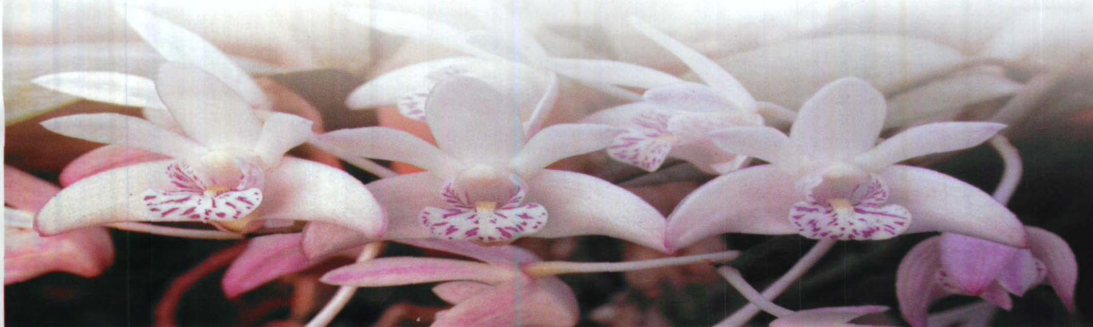 第三节 兰花的不同类型